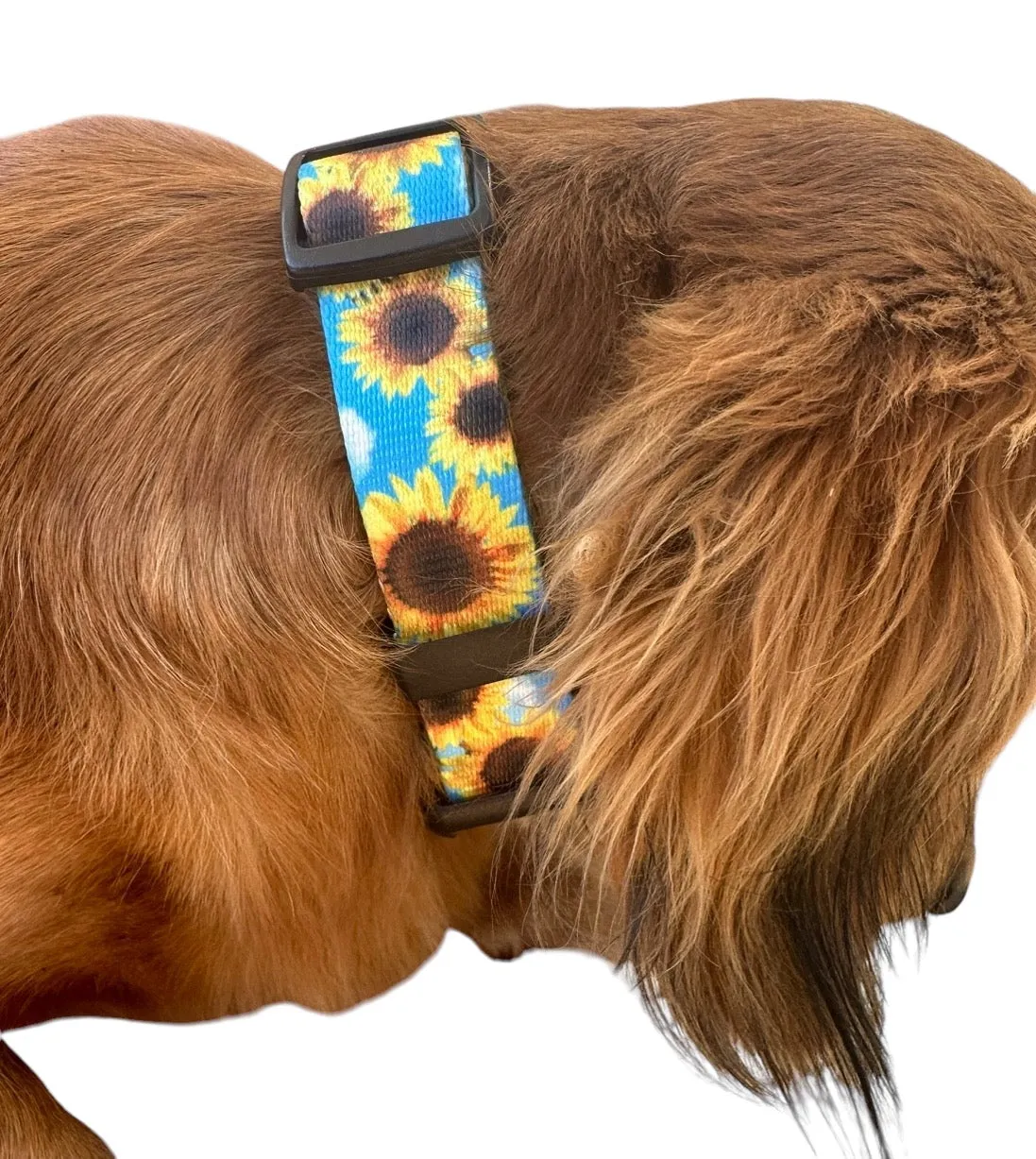 Blue sunflower Nylon dog collar