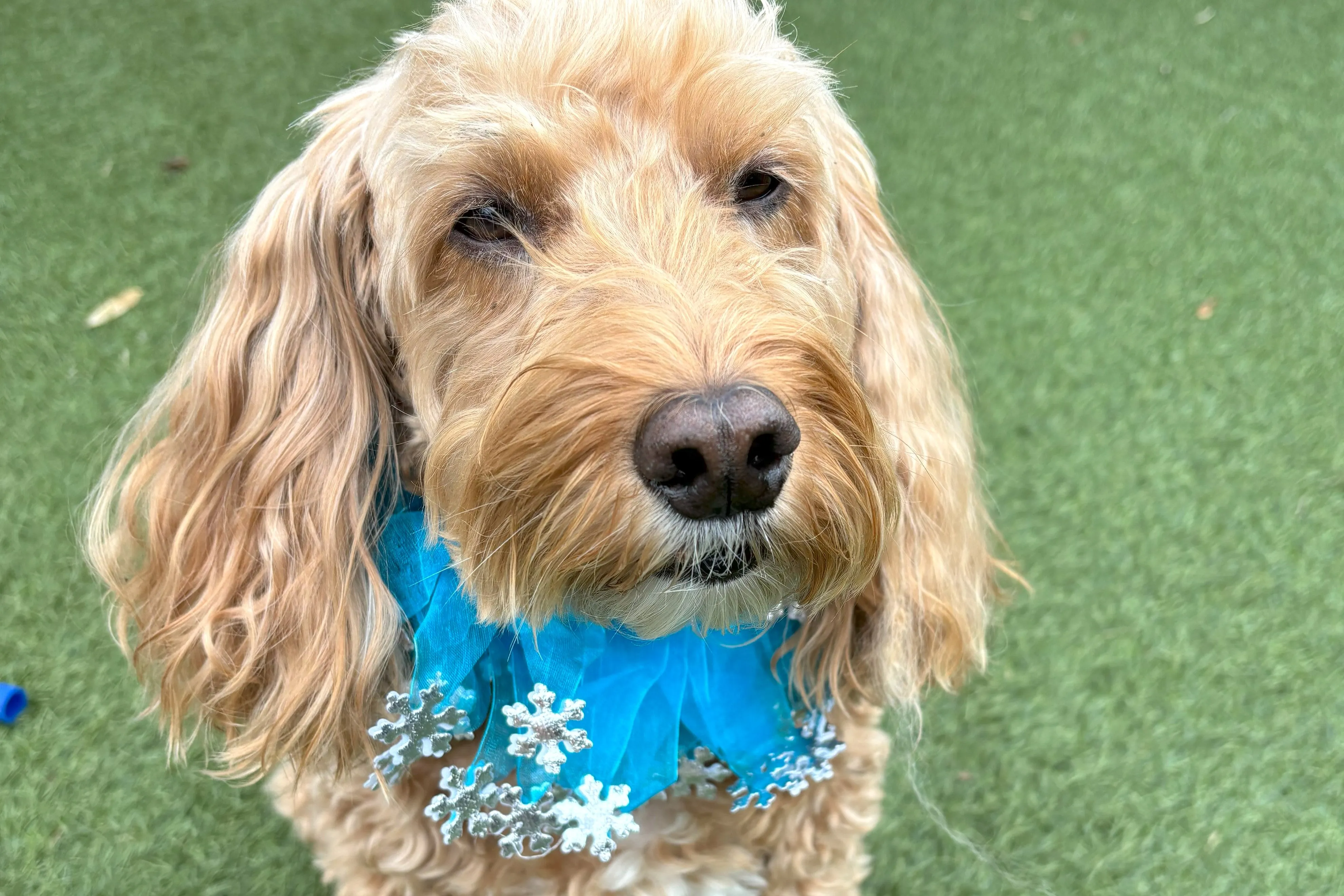 Decorative Silver and Blue Snowflake Christmas Dog Frill