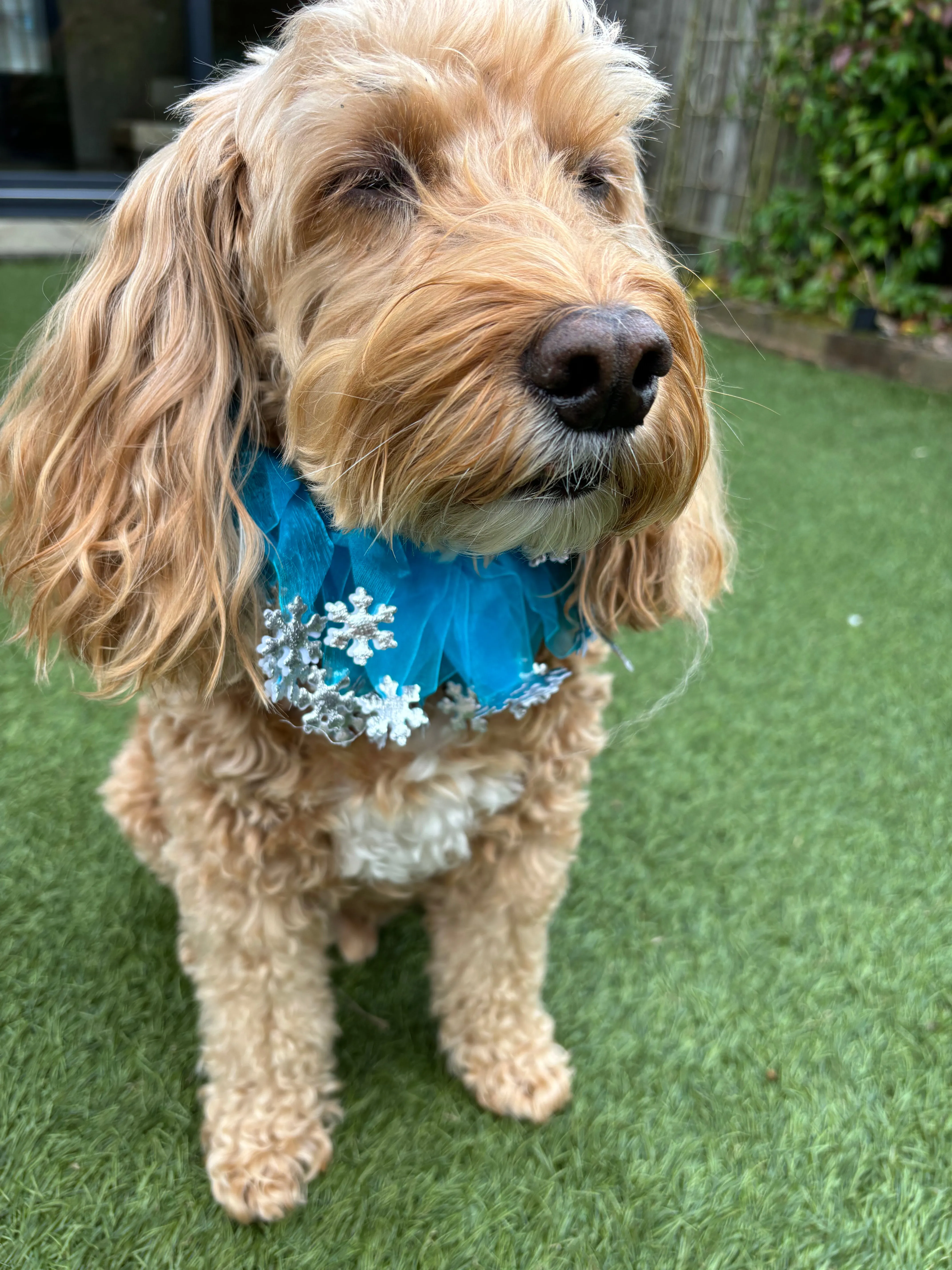 Decorative Silver and Blue Snowflake Christmas Dog Frill