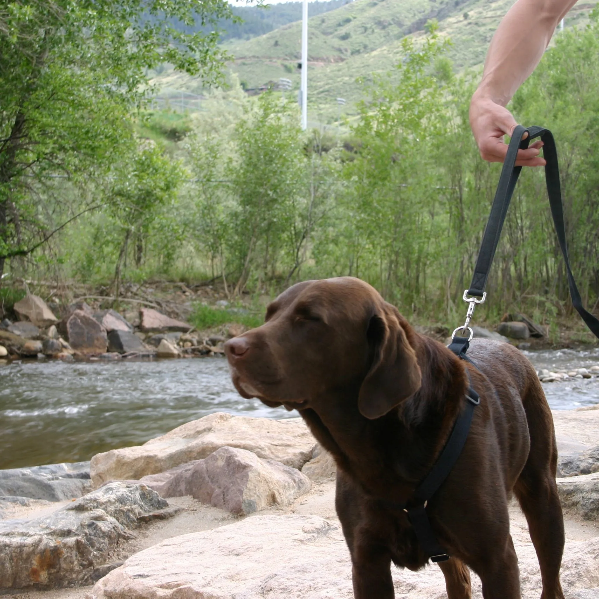 Hemp Basic Canvas Dog leash 6' City Clicker with control loop & clasp Black,Blue,Green,Red