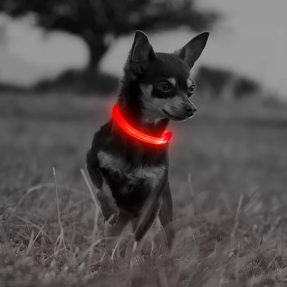 LED Dog Collar for Small Dogs and Cats