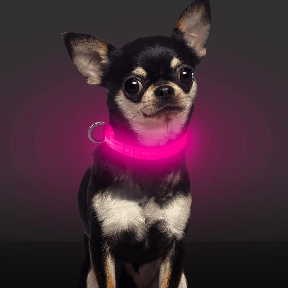 LED Dog Collar for Small Dogs and Cats